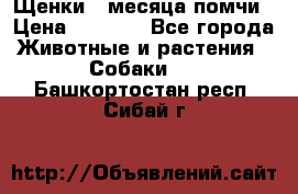 Щенки 4 месяца-помчи › Цена ­ 5 000 - Все города Животные и растения » Собаки   . Башкортостан респ.,Сибай г.